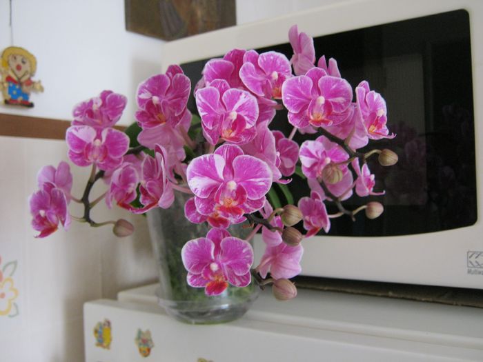 006-frumoasa mea in august - Flori 2014_1