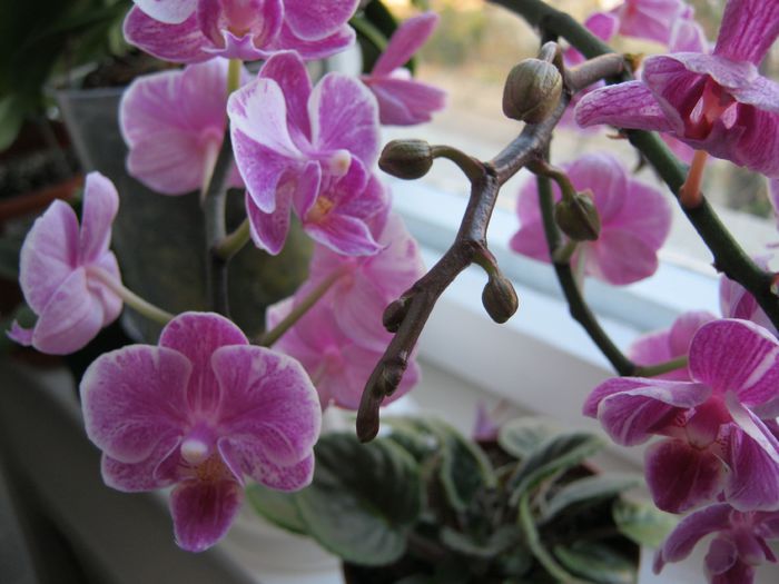 009-i-a aparur o noua ramurica - Flori 2014_1