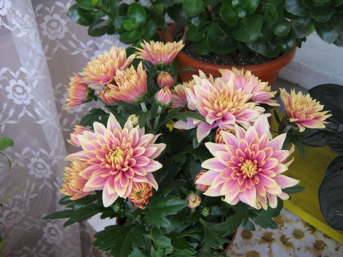 011-crizantema in iulie,primita cadou - Flori 2014_1