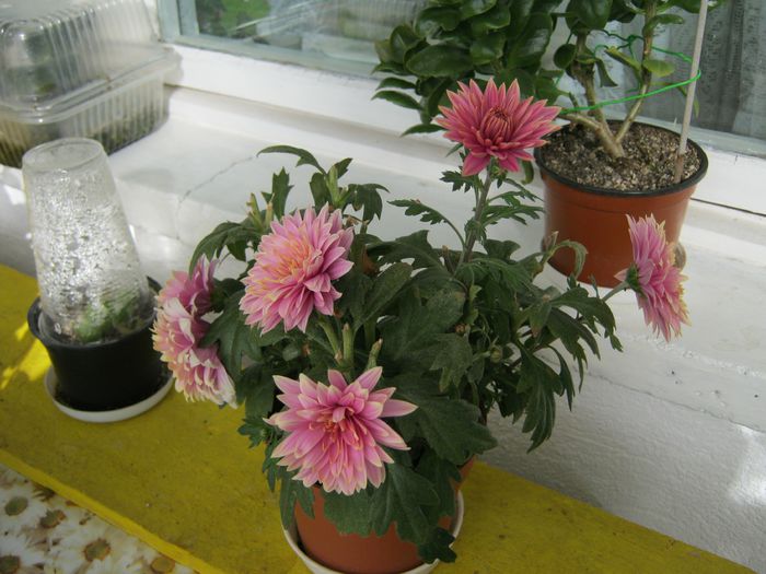 012-azi,6 nov.2014,la a doua inflorire - Flori 2014_1