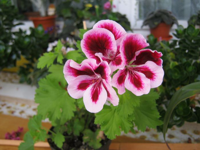 013-muscata in iulie,proaspat achizitionata - Flori 2014_1