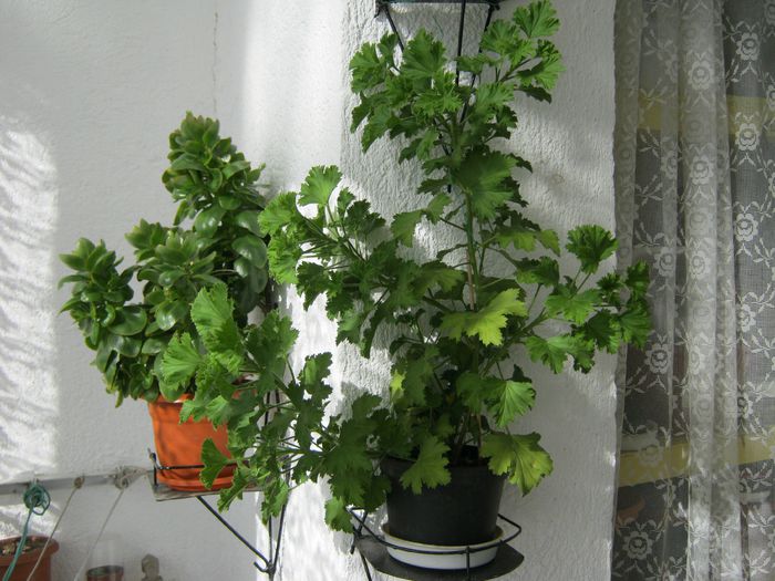 014-aceeasi muscata,azi 6 nov.2014 - Flori 2014_1