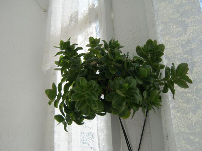 015-kalanchoe in pahar cu apa - Flori 2014_1