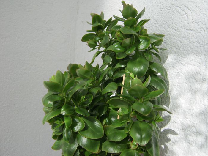 016-kalanchoe plina de boboci - Flori 2014_1