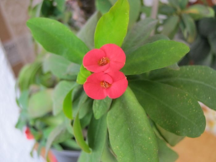 026-euphorbia milii-singurele flori