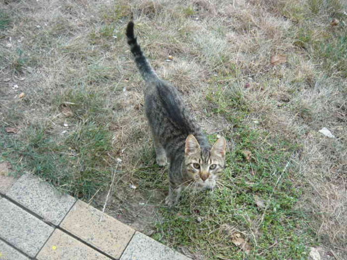 Picture 004 - pisicuta alpinista