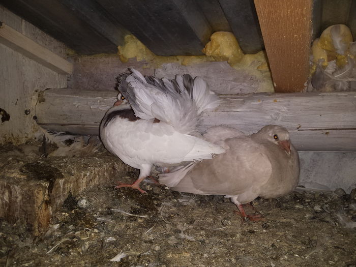 1415287987436421010423