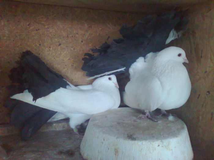 Voltati coada neagra