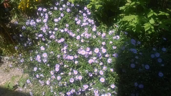 Aster - GRADINA MEA DE VIS