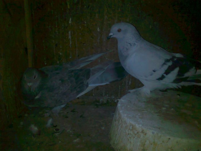 F pastrata si M Donat