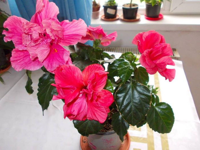 HIBISCUS - hibiscus