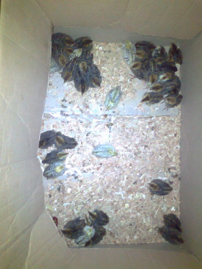 puii cumparati in vara - Prepelitele