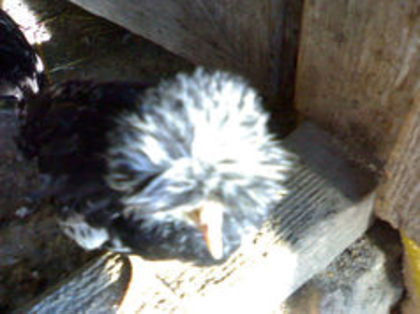 97551223_TRTJNPQ3 - 3- Pui de gaina