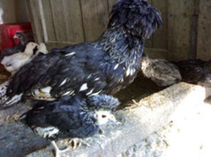 97551209_KTEHMCX - 3- Pui de gaina