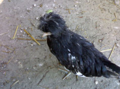 97551217_ANKVRRK - 3- Pui de gaina