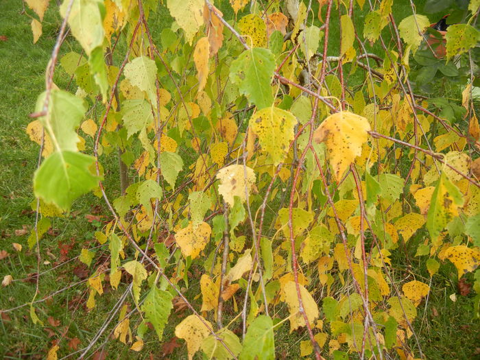 Betula pendula Youngii (2014, Nov.02) - Betula pendula Youngii