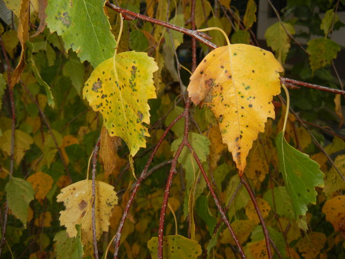 Betula pendula Youngii (2014, Nov.02)