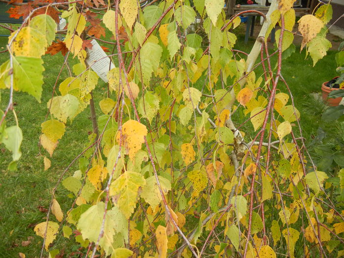 Betula pendula Youngii (2014, Nov.02)