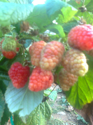 Zmeura HimboTop la a doua fructificare-azi 6.11.2014