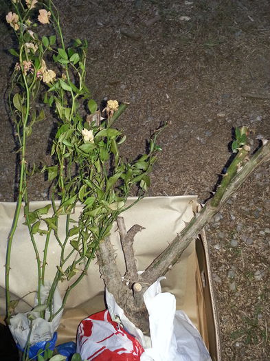 The Fairy si Abraham Darby