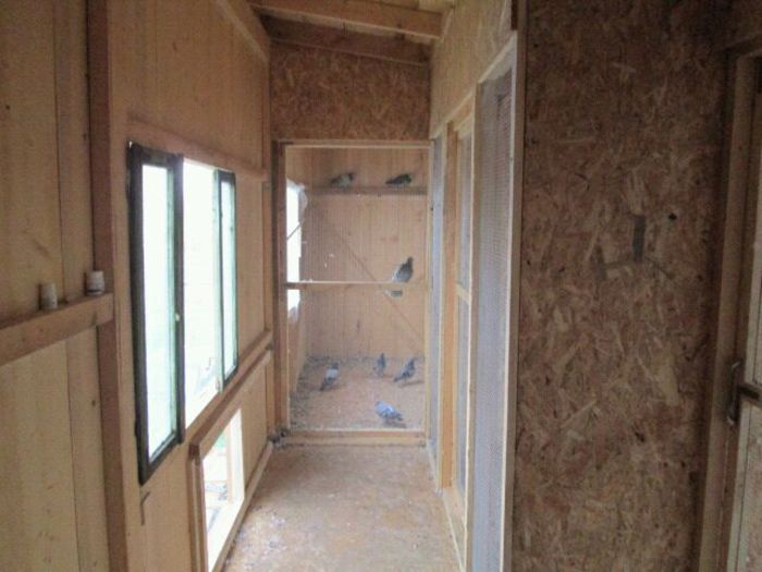 IMG-20140921-WA0000 - Noua mea crescatorie