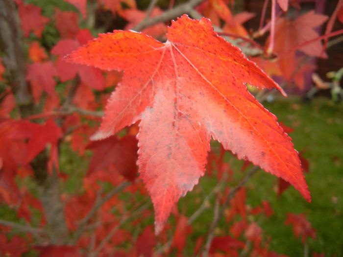 Liquidambar styraciflua (2014, Nov.02)