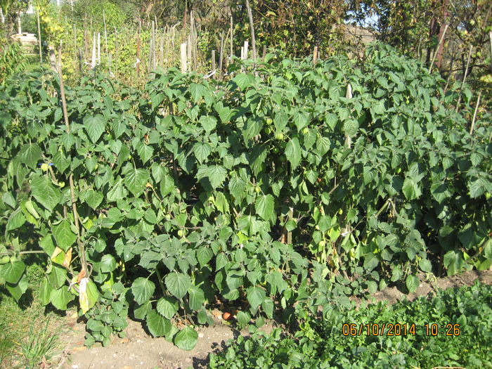 Suntem in octombrie si inca avem.... - 3 PHYSALIS PERUVIANA