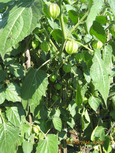 multe fructe, sa nu vina inghetul. - 3 PHYSALIS PERUVIANA