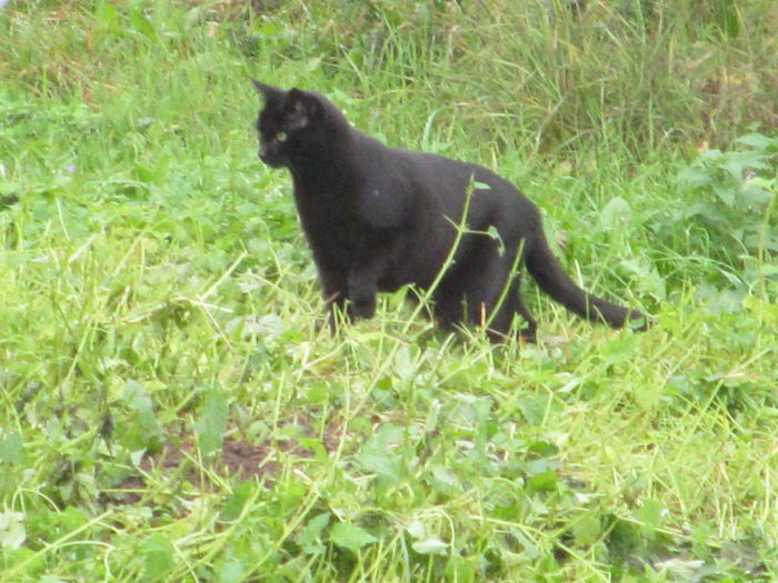 nescuipatoarea - Diverse 3 - Diverse