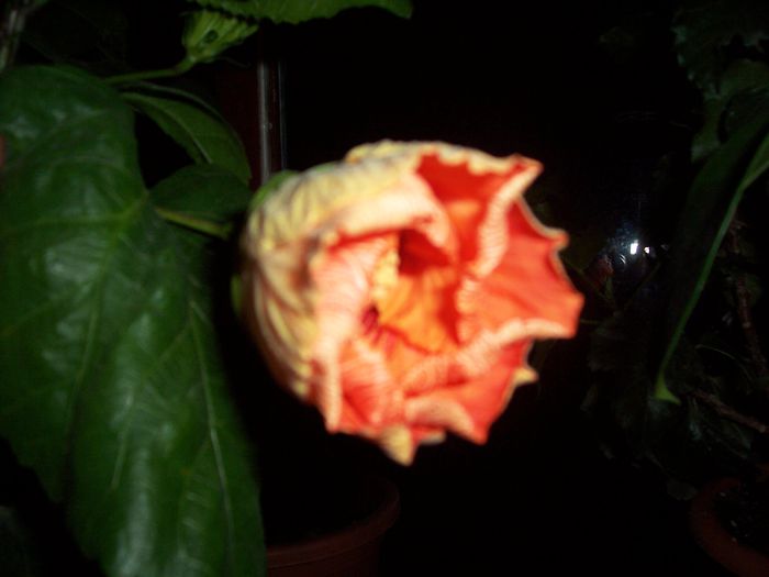 100_8619 - flori 1