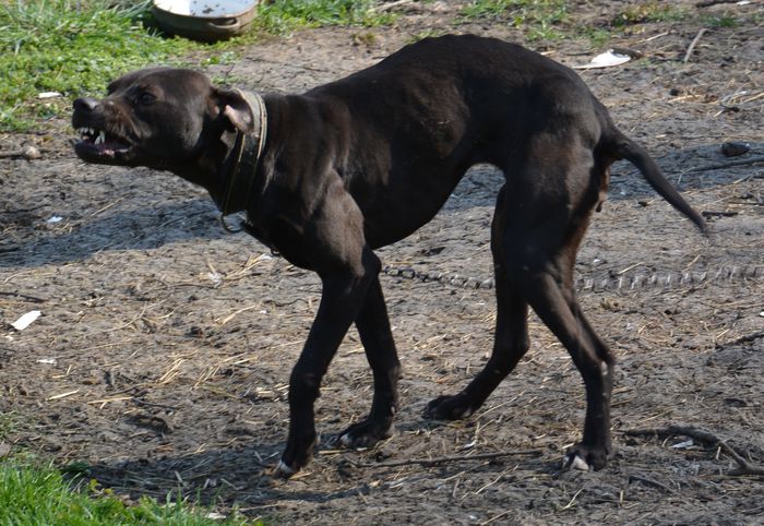 DSC_1298 - D-Femele de pitbull