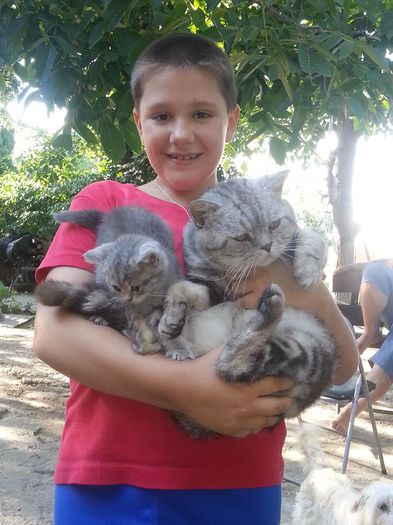 British Shorthair; Arci Kity pui
