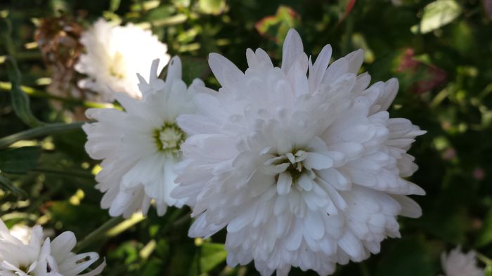 20141019_133044 - Florile mamei 2014