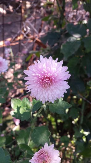 20141019_133040 - Florile mamei 2014