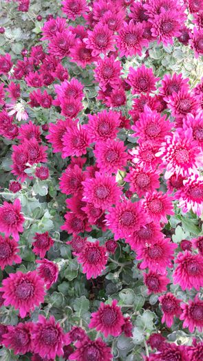 20141019_132950 - Florile mamei 2014