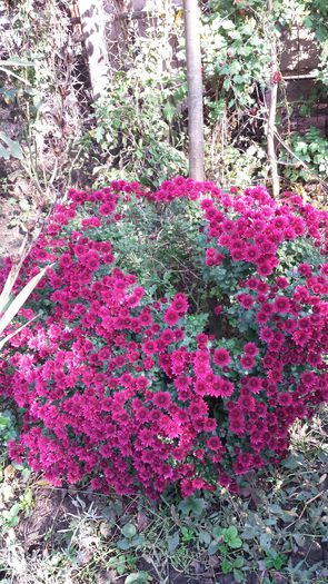 20141019_132928 - Florile mamei 2014