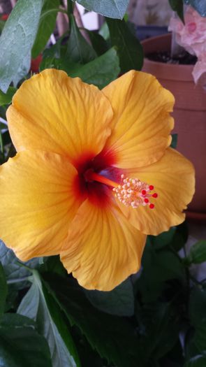 Kim - Hibiscusi