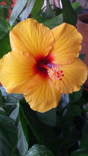 Kim - Hibiscusi