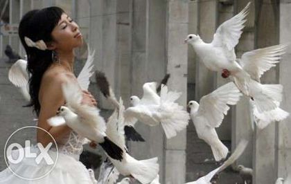 31170087_2_644x461_porumbei-nuntii-fotografii