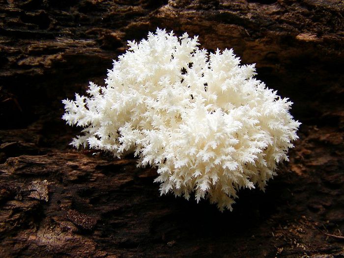 Hericium coralloides - ciuperci deosebite