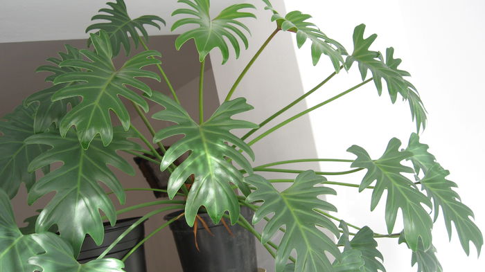 Philodendron Xanadu - Philodendron