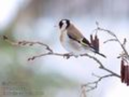 carduelis_carduelis_11411