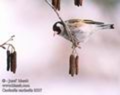 carduelis_carduelis_11421