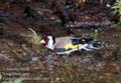 carduelis_carduelis_d191