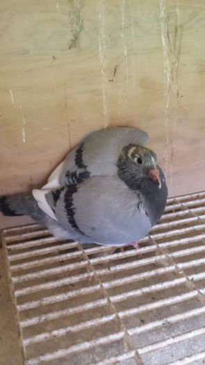 20141107_120019; pui de sub 2 campimoni  tatal e campion la viteza si mama la fond
