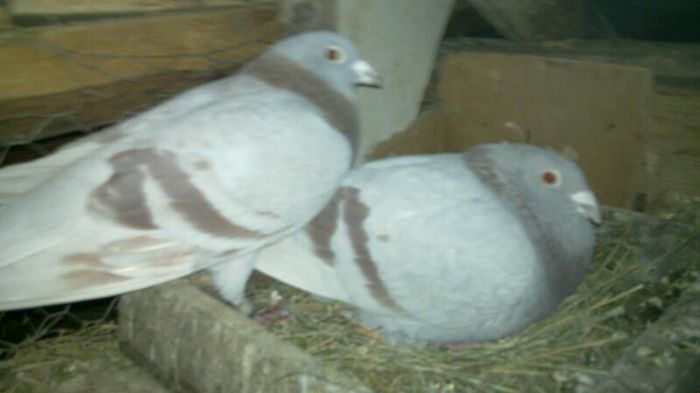 danyvis; line de frorizone
