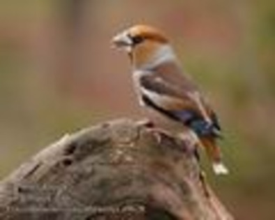 coccothraustes_coccothraustes_a9628 - pasari salbatie