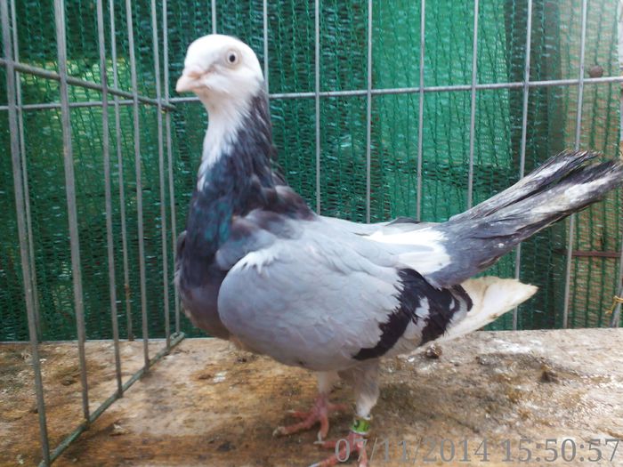 0004 2013 (1) - FEMELE SEVERIN 2015