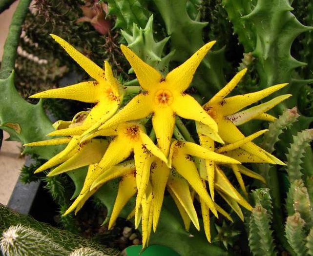 orbea lutea - ao-alte seminte rare
