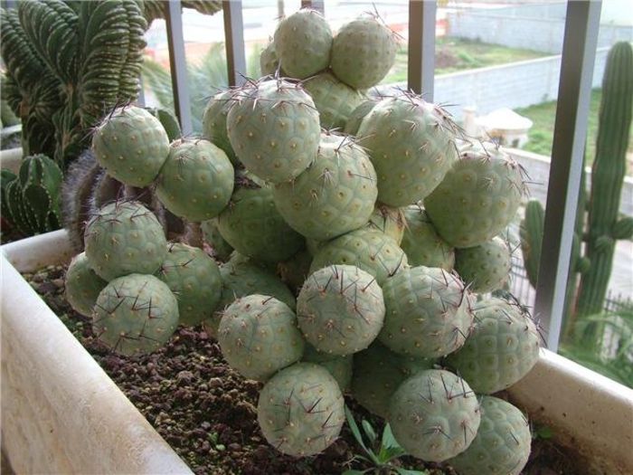 Tephrocactus geometricus - ao-alte seminte rare